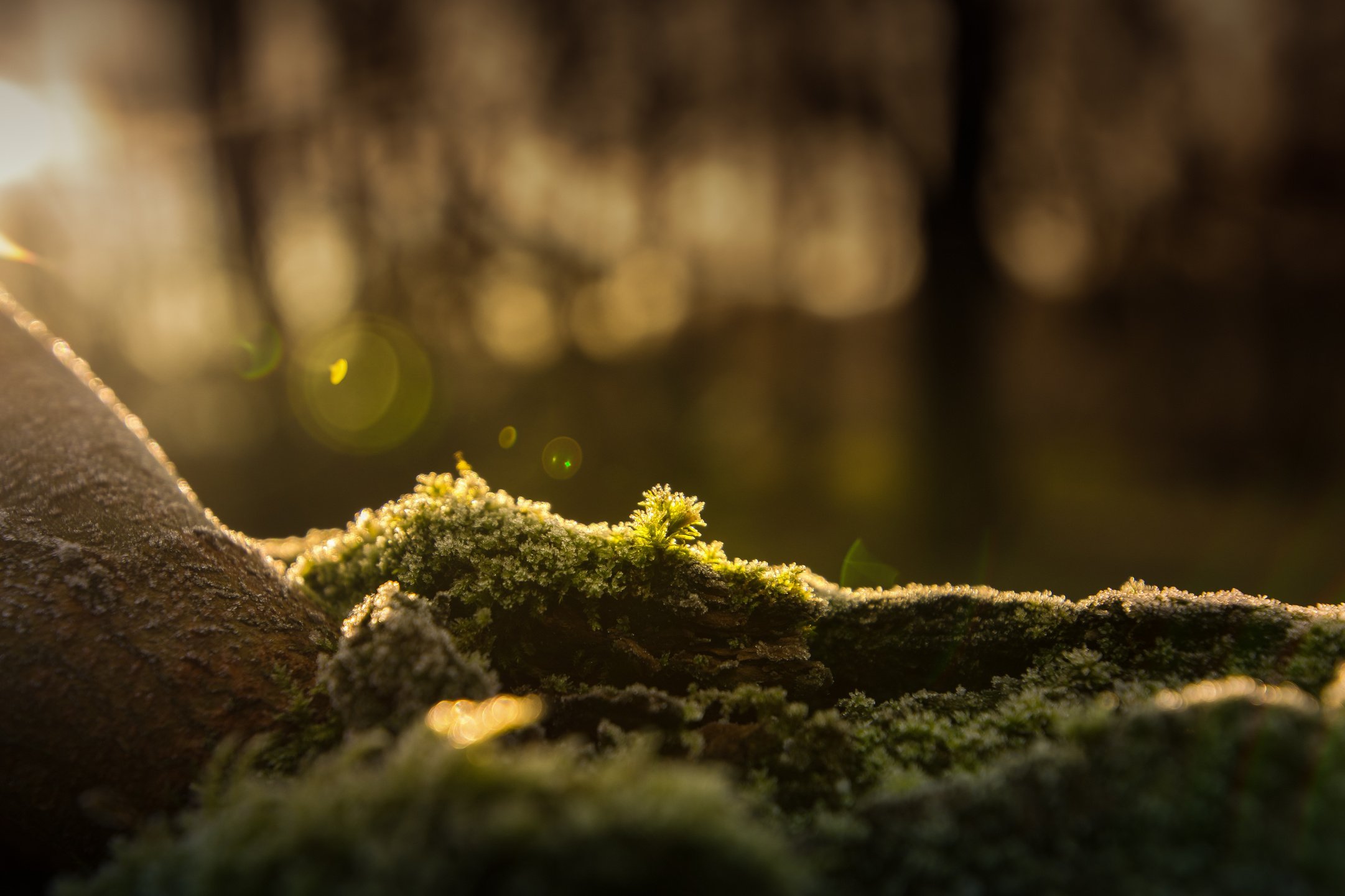 Tree Moss Detail