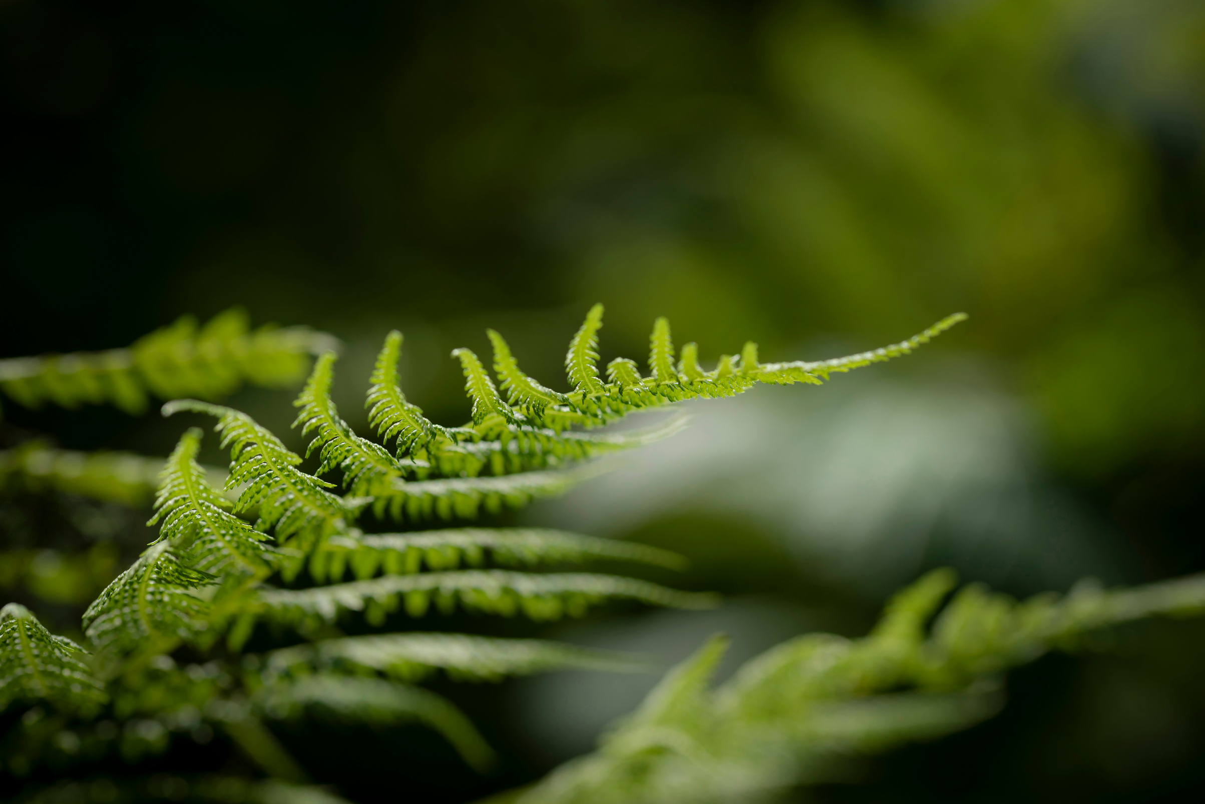 Farn im Wald